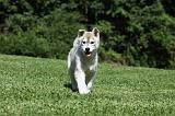 SIBERIAN HUSKY 390